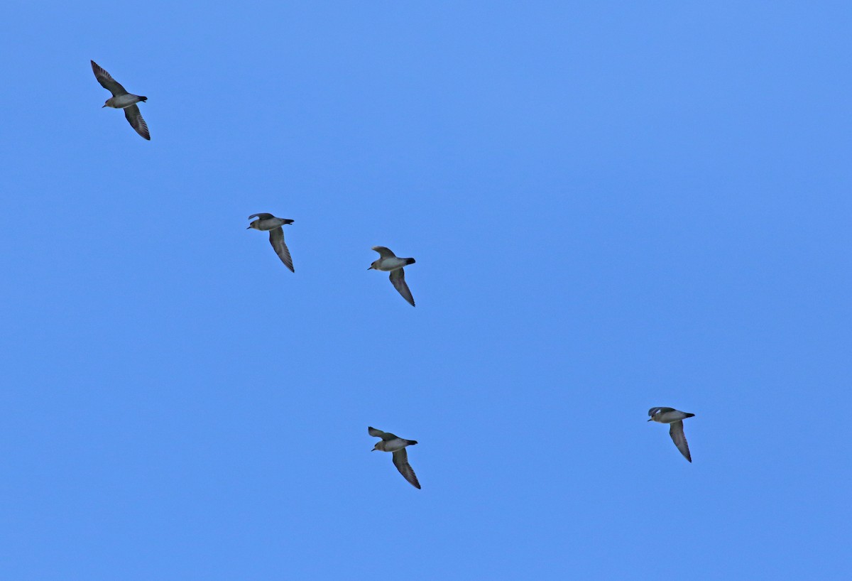 European Golden-Plover - Andrew Steele