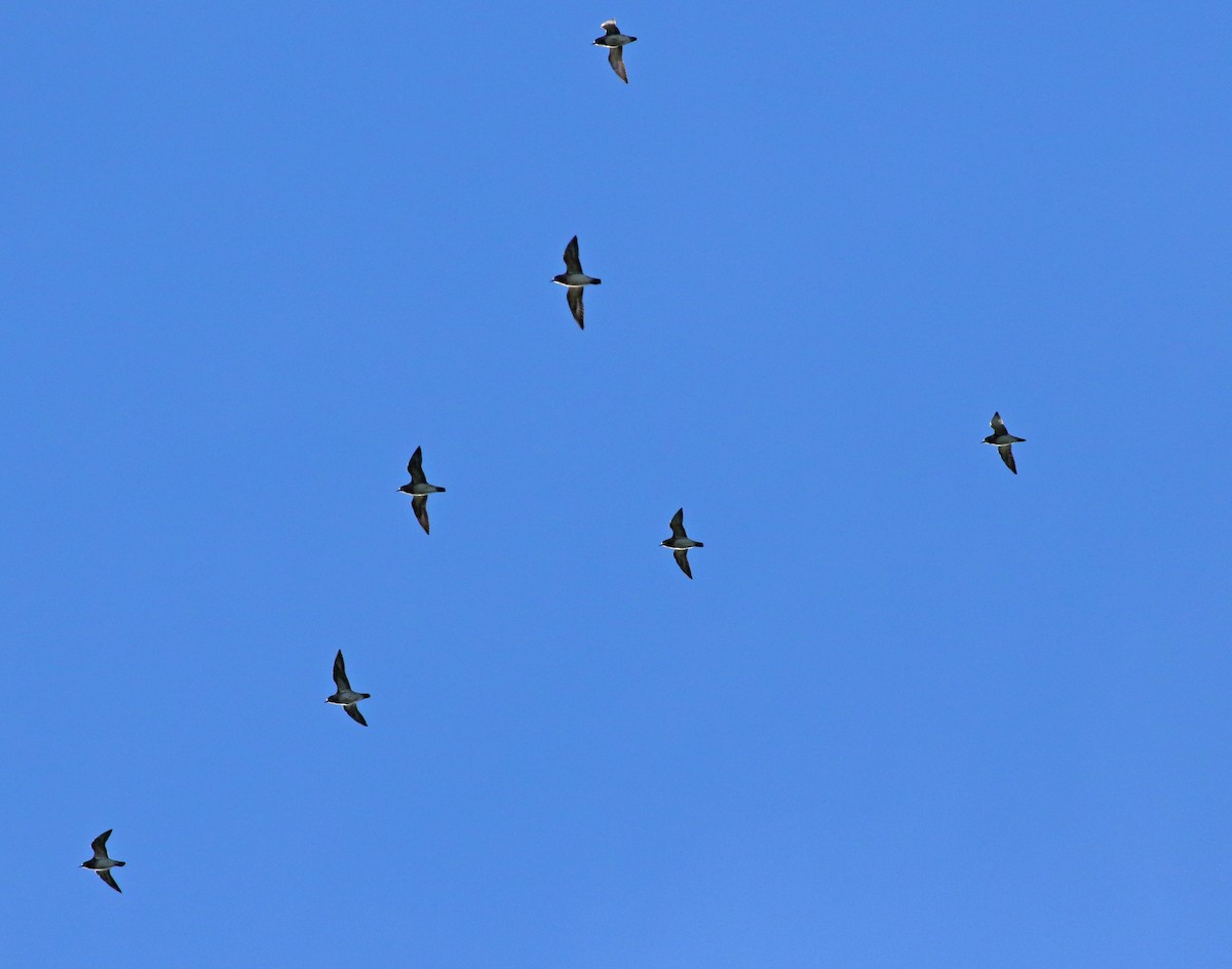 European Golden-Plover - Andrew Steele