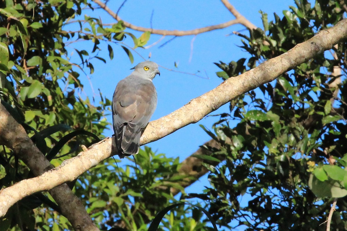 Pacific Baza - ML288288251