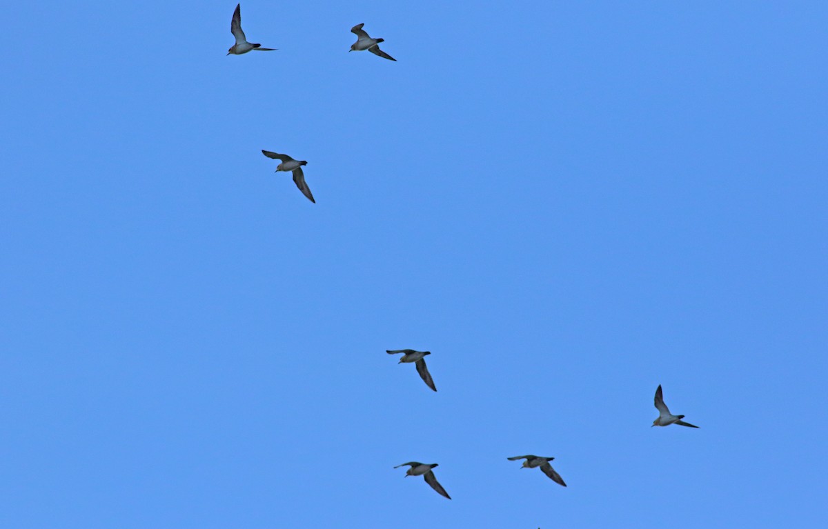 European Golden-Plover - ML288288351