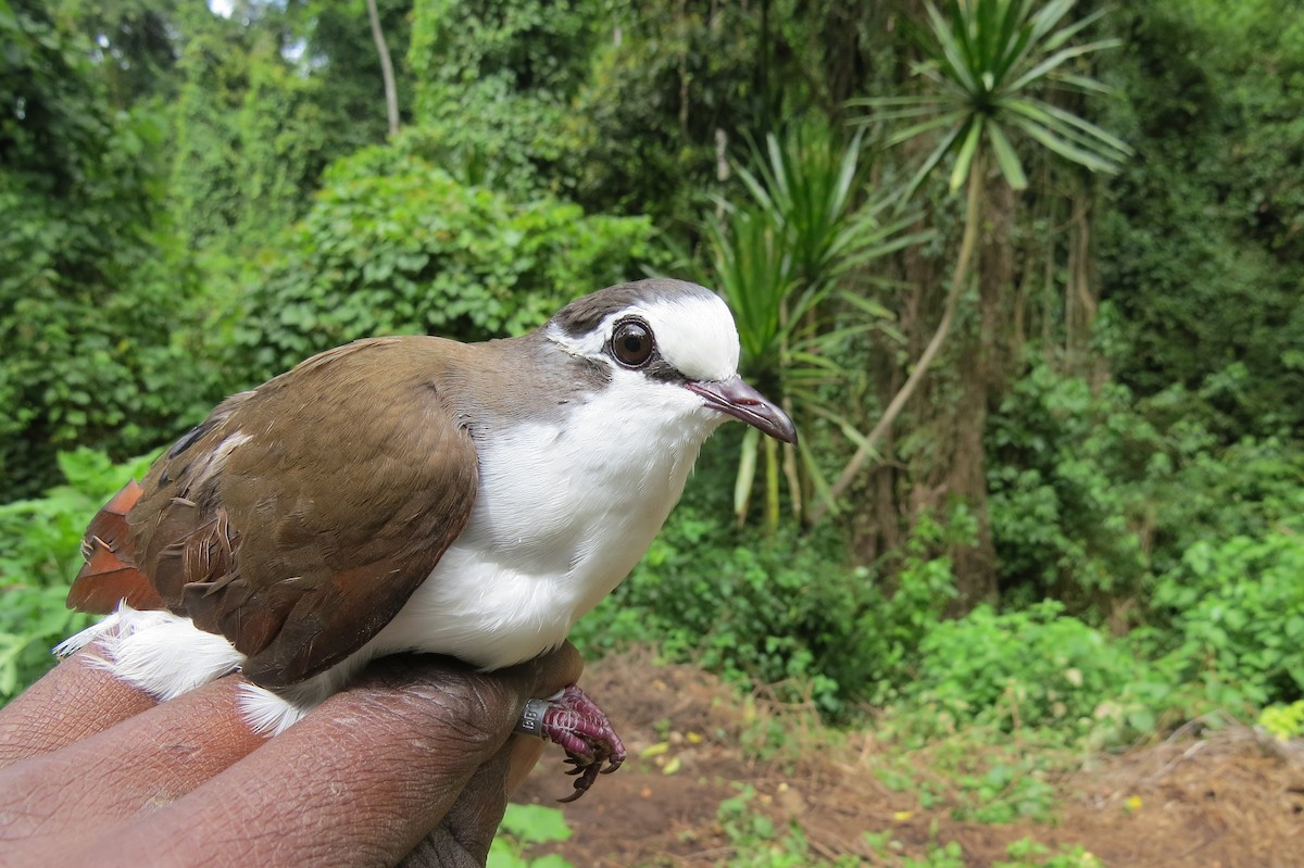 Tambourine Dove - ML288288391