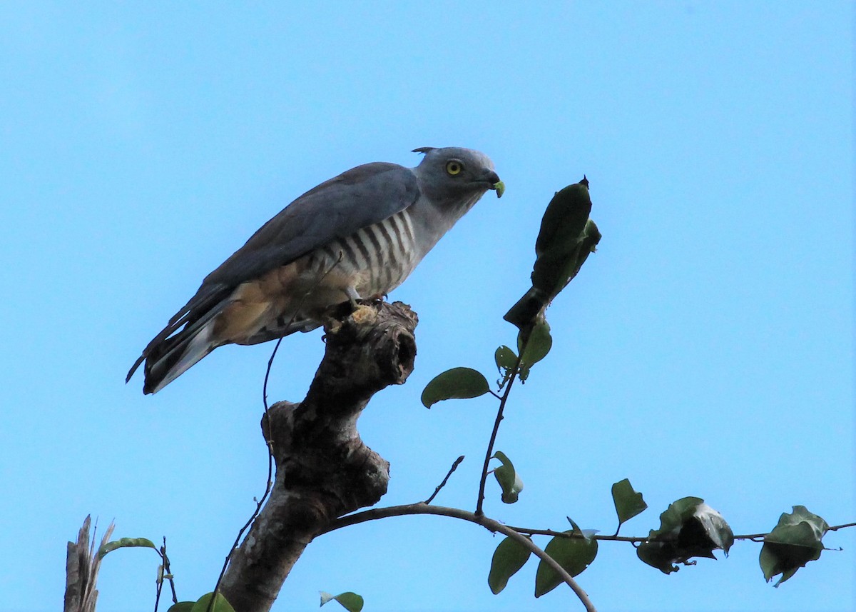 Pacific Baza - ML288288551