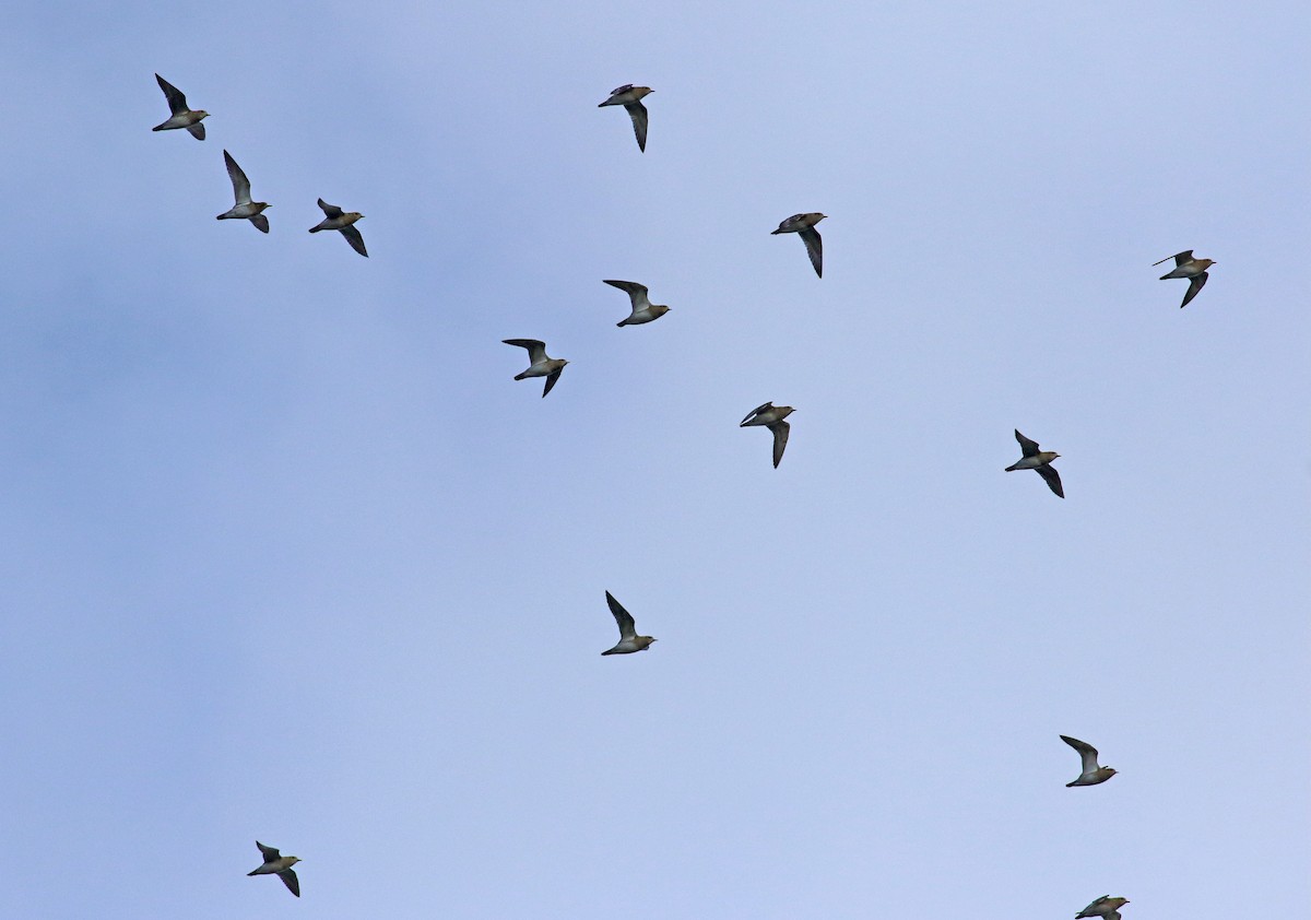 European Golden-Plover - Andrew Steele