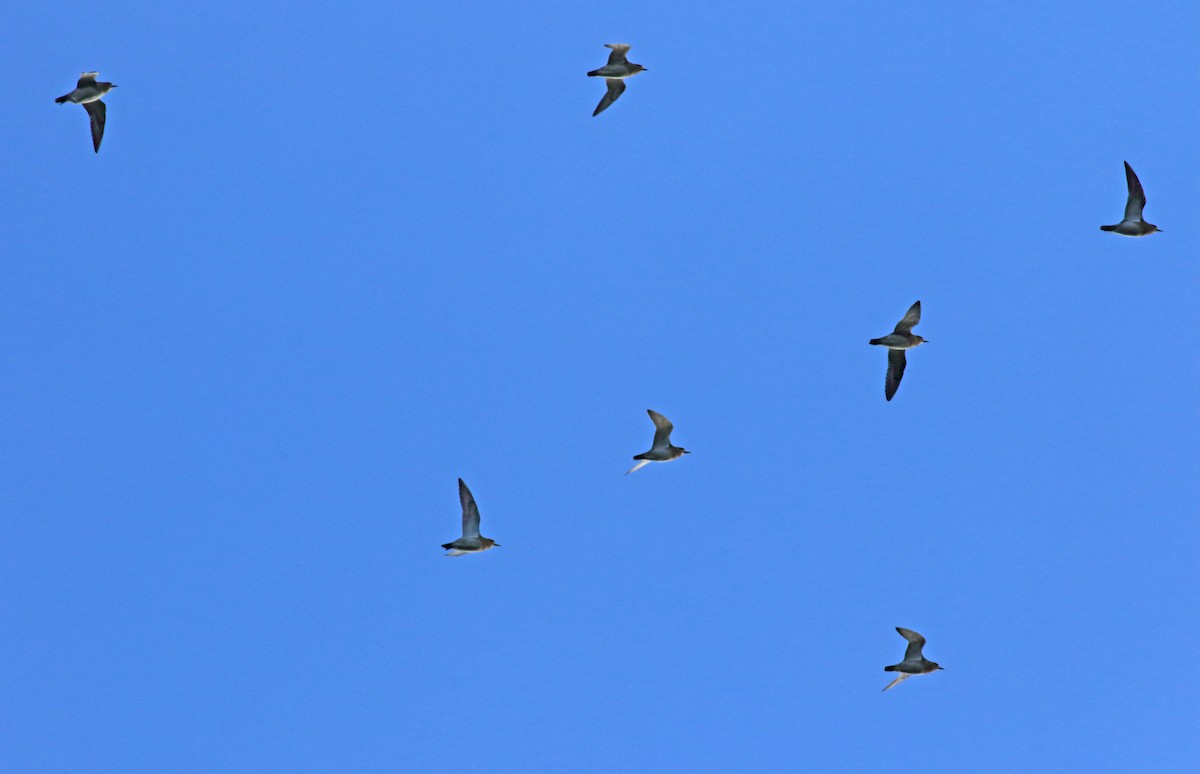 European Golden-Plover - Andrew Steele