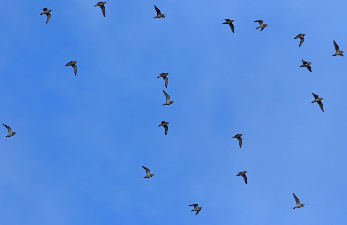 European Golden-Plover - ML288289201