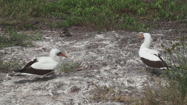 Nazca Booby - ML288289771