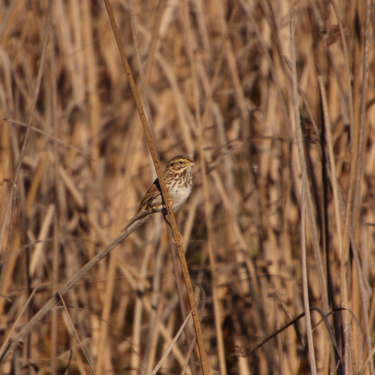 Savannah Sparrow (Belding's) - ML288289911