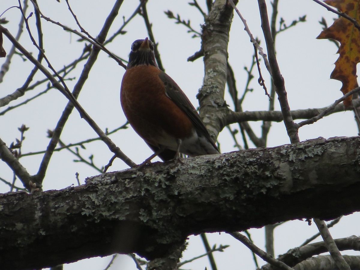 American Robin - ML288290001