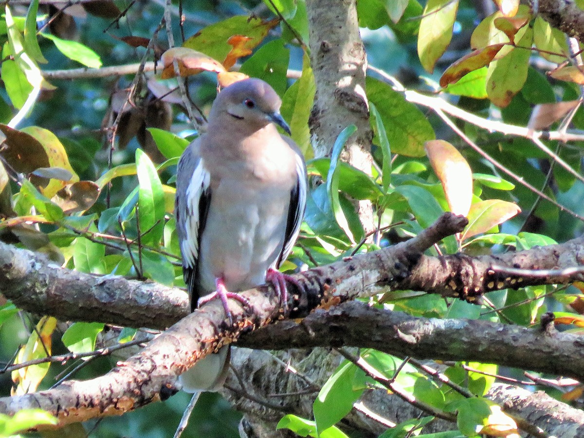 White-winged Dove - ML288290311