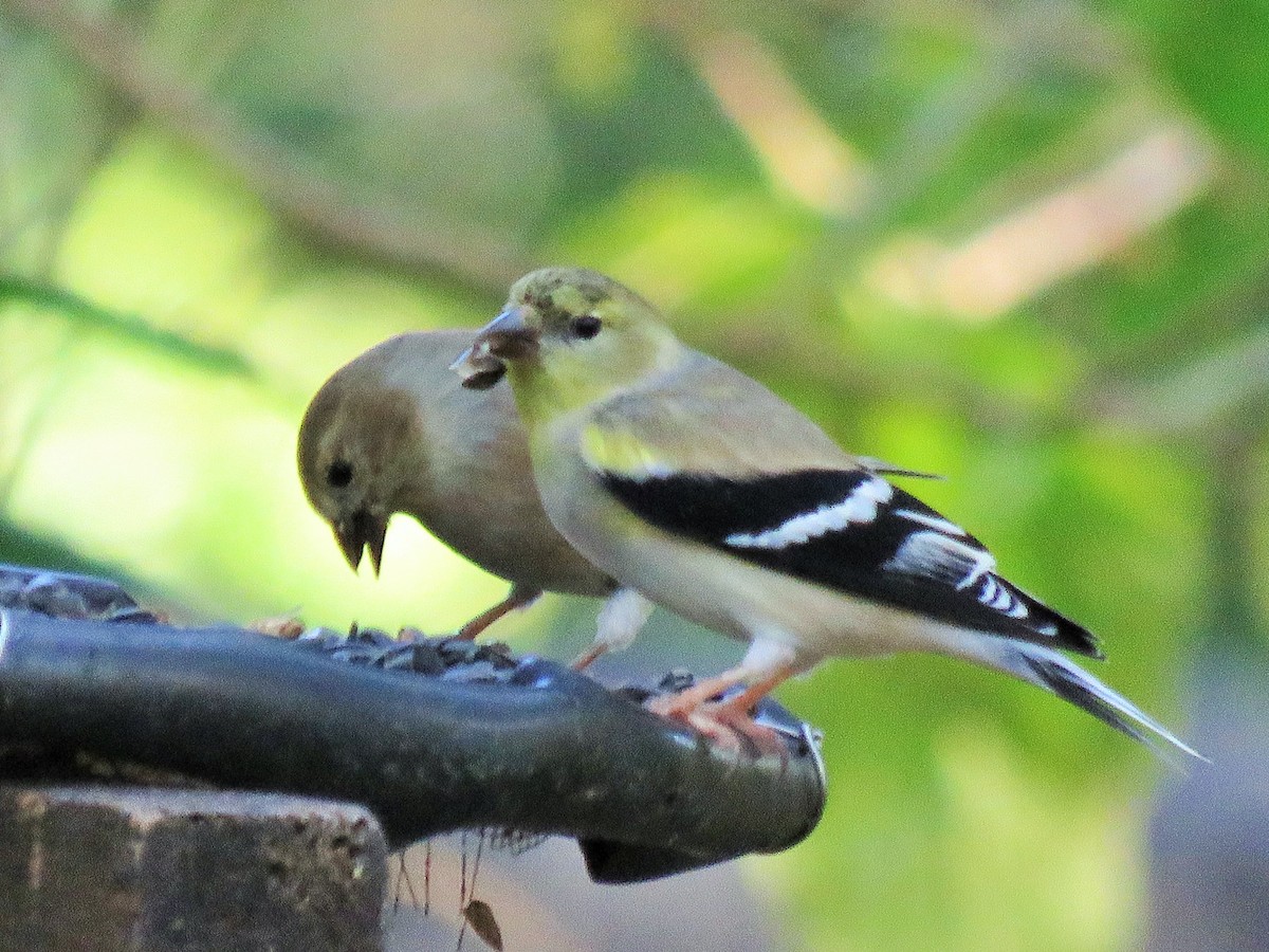 American Goldfinch - ML288290621