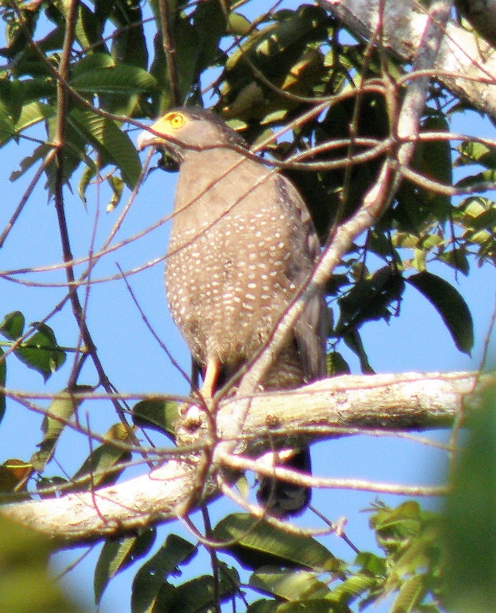 Crested Serpent-Eagle - ML288291841
