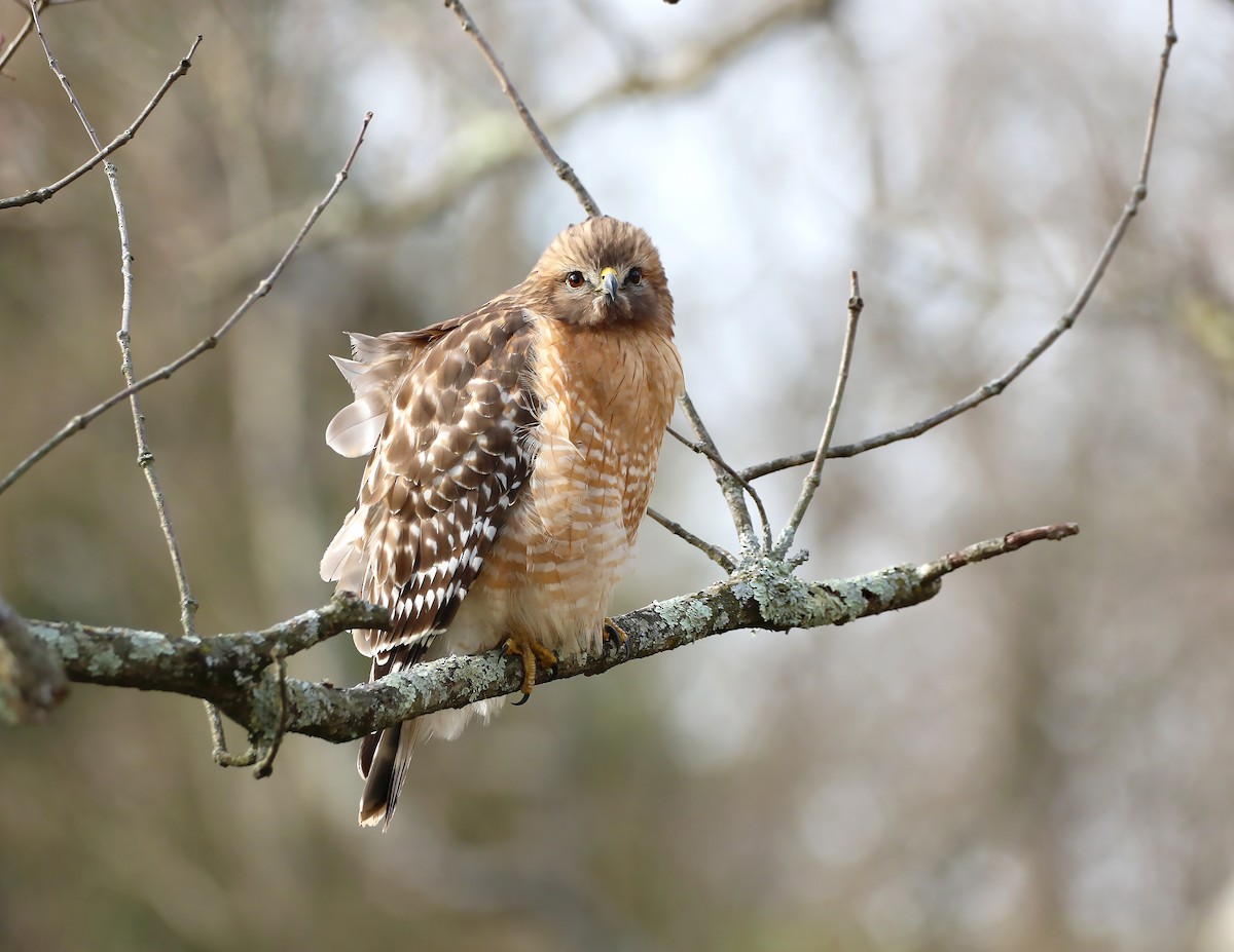 Red-shouldered Hawk - ML288291871