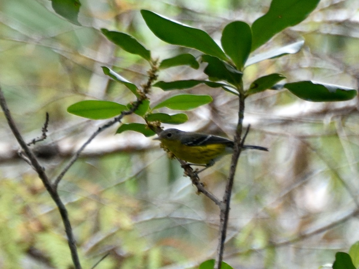 Magnolia Warbler - ML288291981