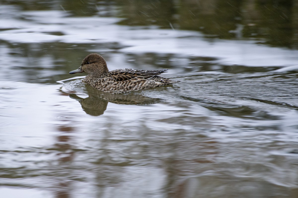 Green-winged Teal (Eurasian) - Grigory Evtukh