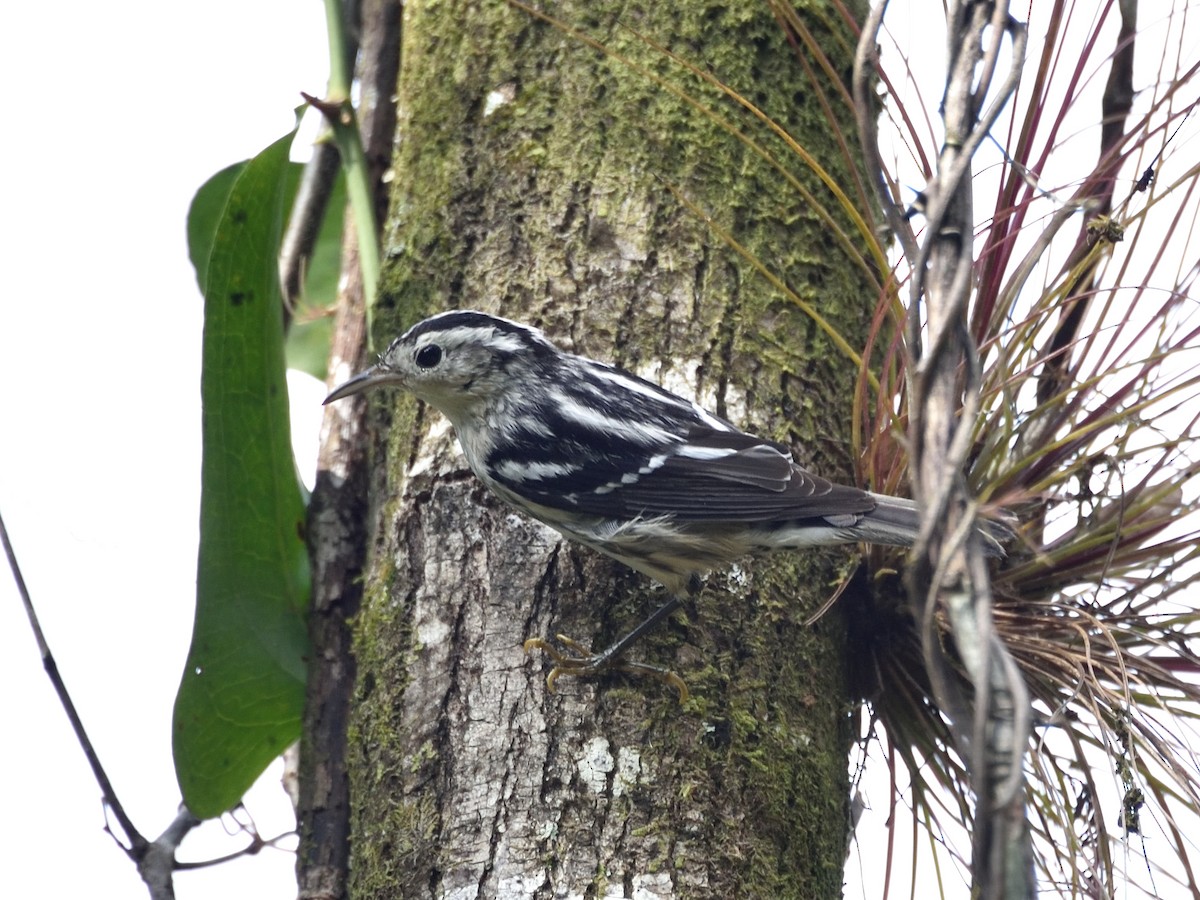 Paruline noir et blanc - ML288292261