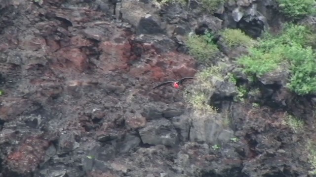 Great Frigatebird - ML288292281