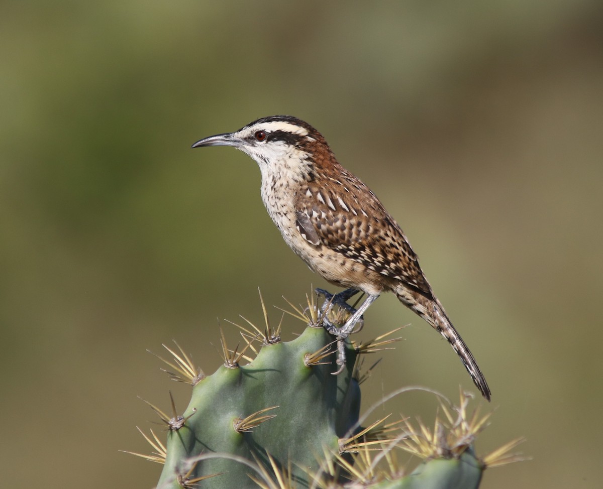 Veracruz Wren - Amy McAndrews