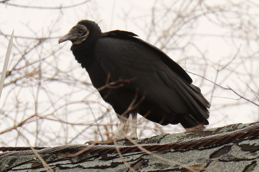 Black Vulture - ML288296351