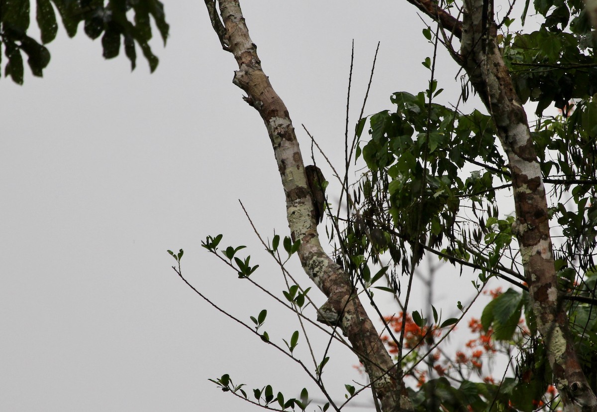 Long-tailed Potoo - ML288297131