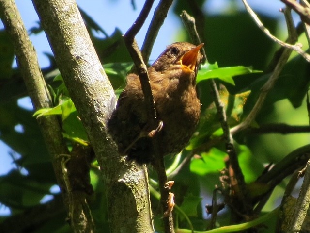 Pacific Wren - ML28830251