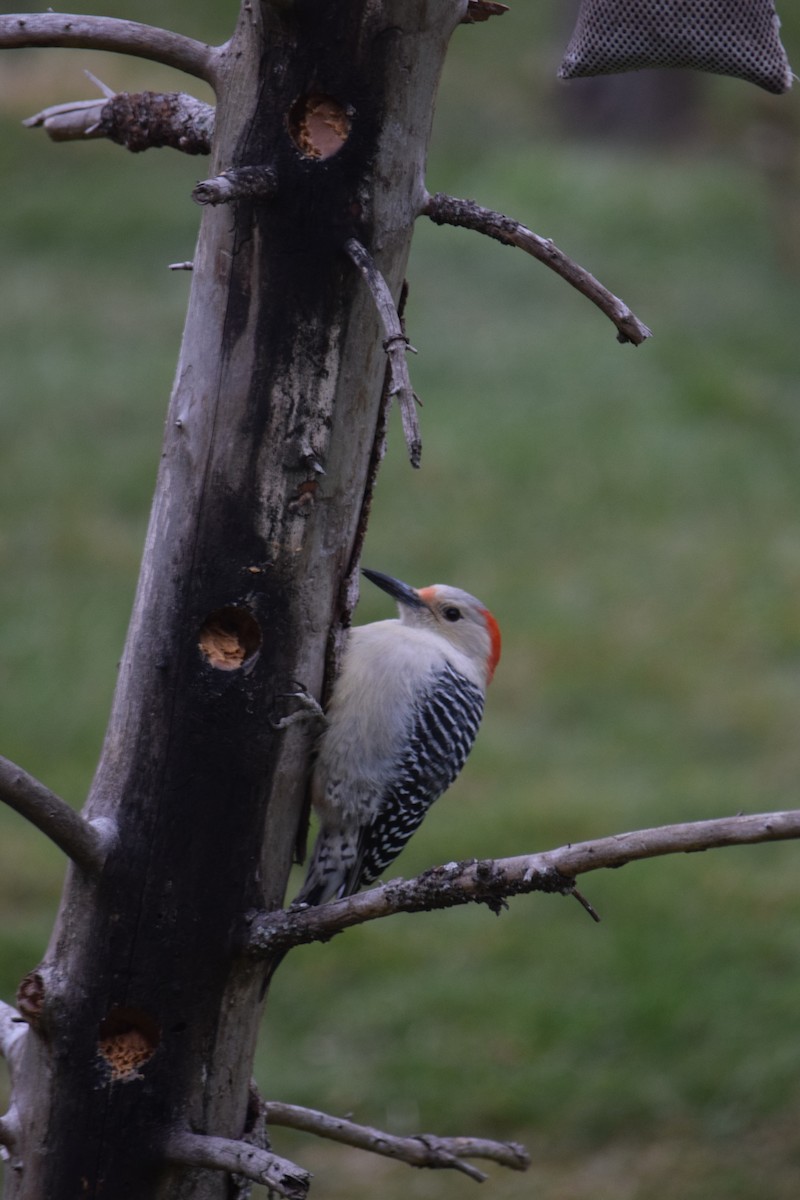 Red-bellied Woodpecker - ML288302651