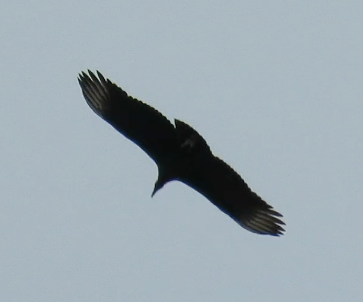 Black Vulture - ML288305581