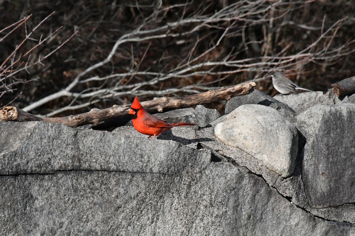 Northern Cardinal - ML288305621