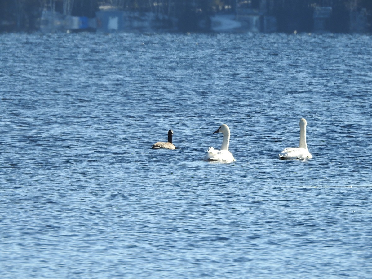 Trumpeter Swan - ML288305801