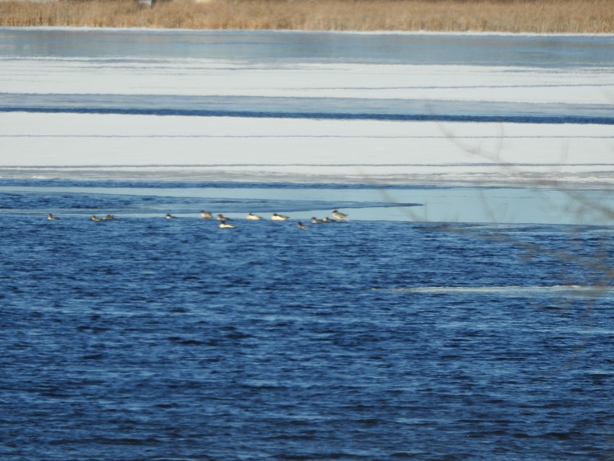 Common Merganser - ML288306361