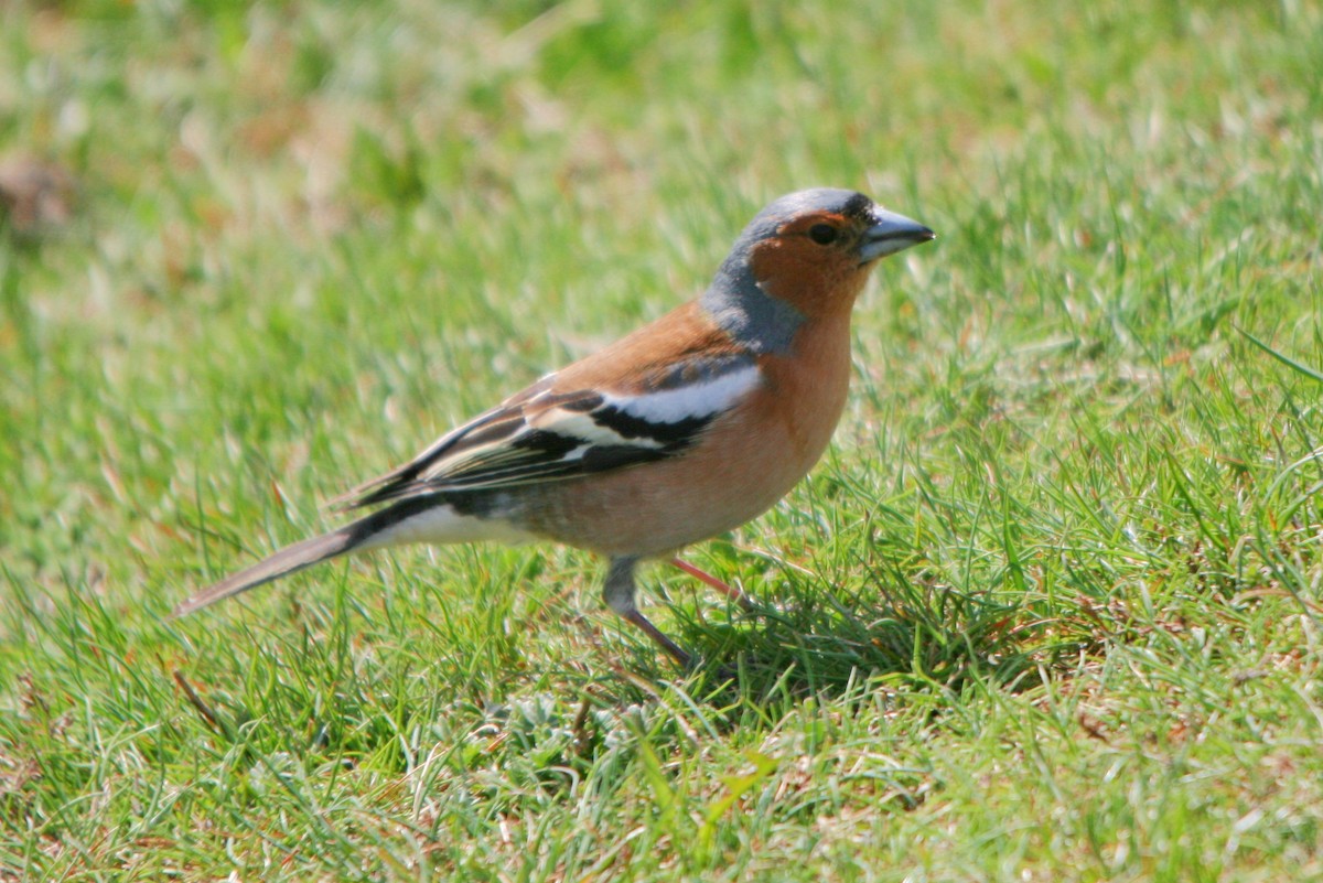 Common Chaffinch - ML28830721