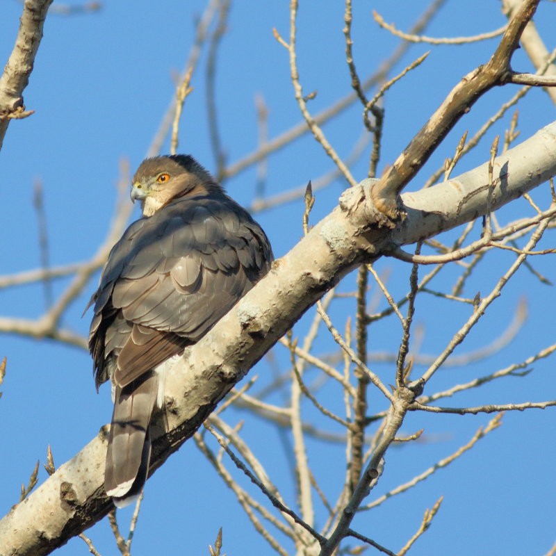 Cooper's Hawk - ML288308301