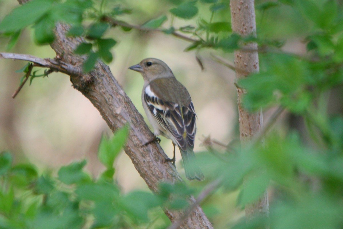 Common Chaffinch - ML28830881