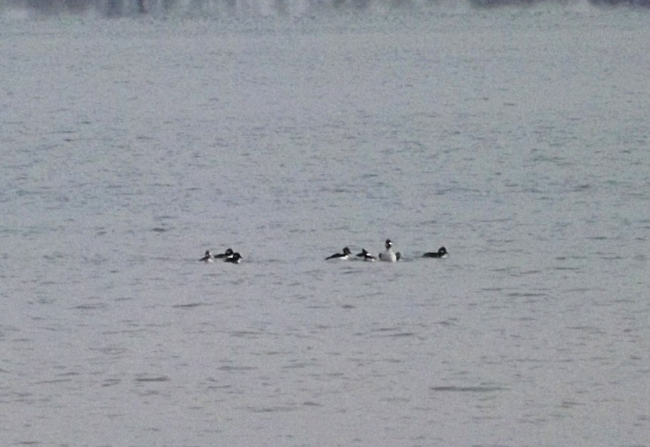 Bufflehead - ML288309221