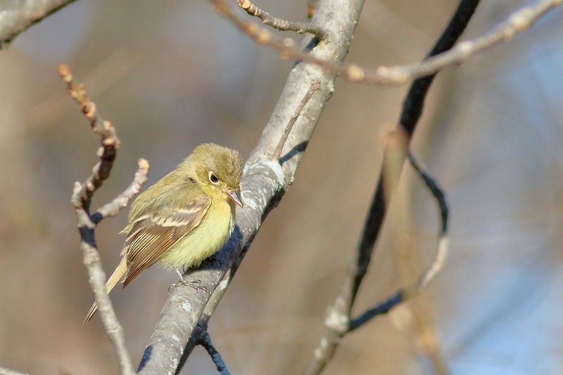 Western Flycatcher (Pacific-slope) - ML288309291