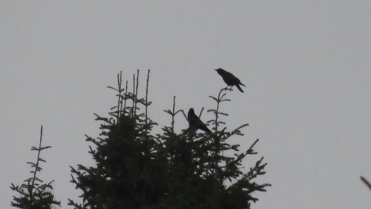 American Crow - ML288309861