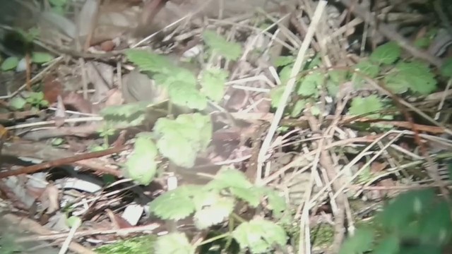 Mosquitero Sombrío - ML288310591