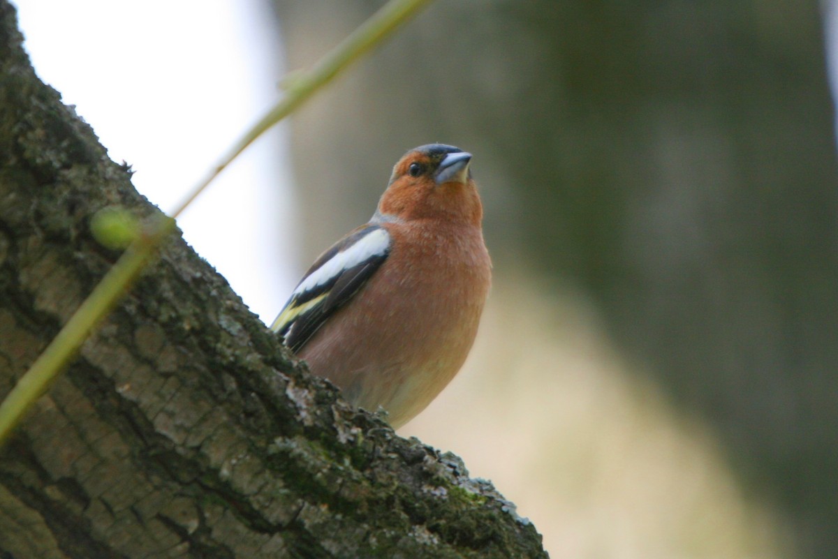 Common Chaffinch - ML28831091