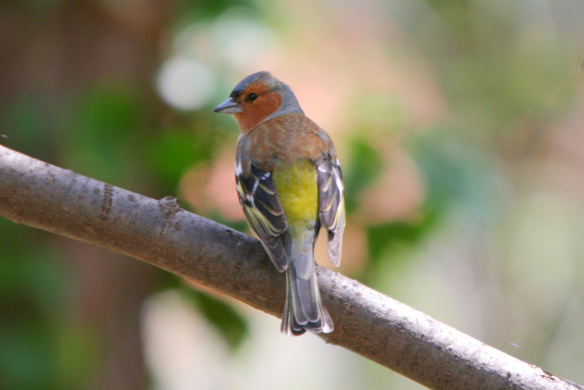 Common Chaffinch - ML28831101