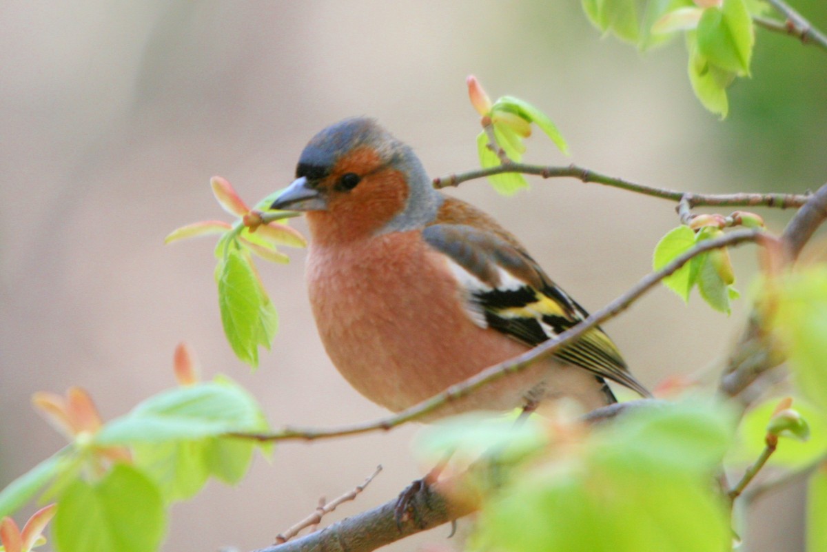 Common Chaffinch - ML28831111