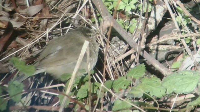 Mosquitero Sombrío - ML288311241