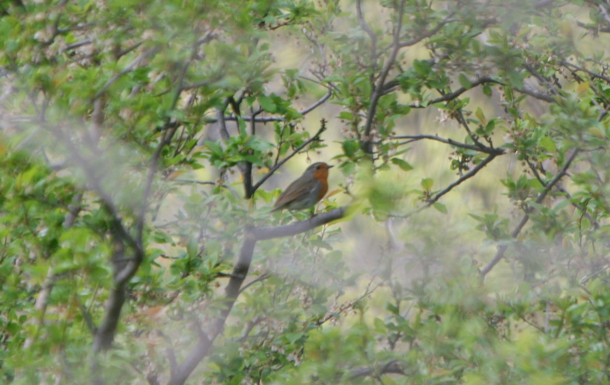 European Robin - ML28831401