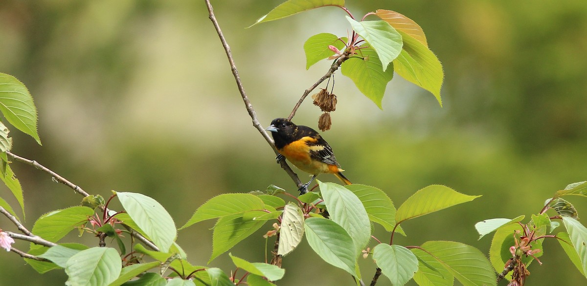 Baltimore Oriole - ML28832281