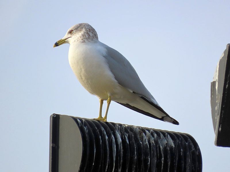 Ring-billed Gull - ML288324631