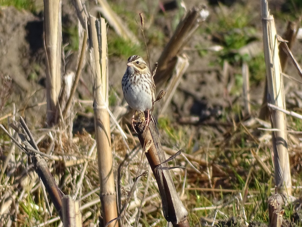 Savannah Sparrow - ML288325241