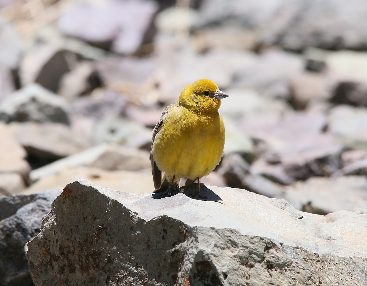 Greater Yellow-Finch - ML288327871