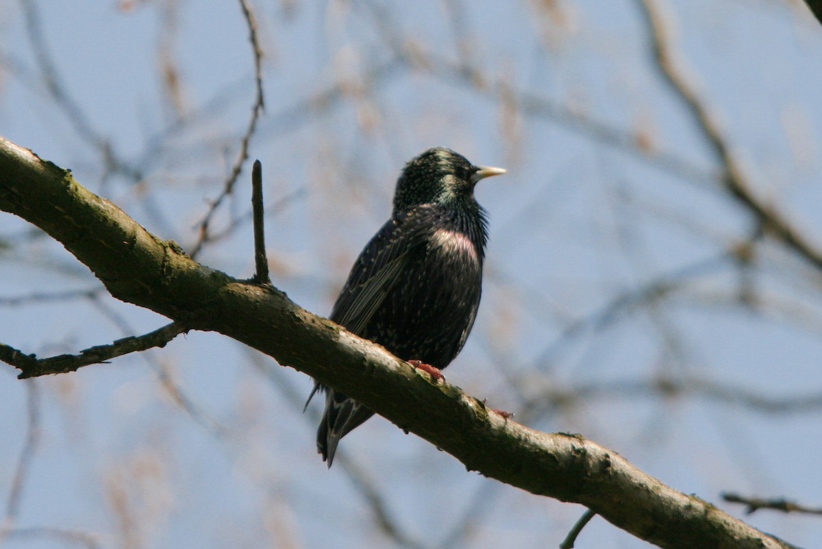 European Starling - ML28832971