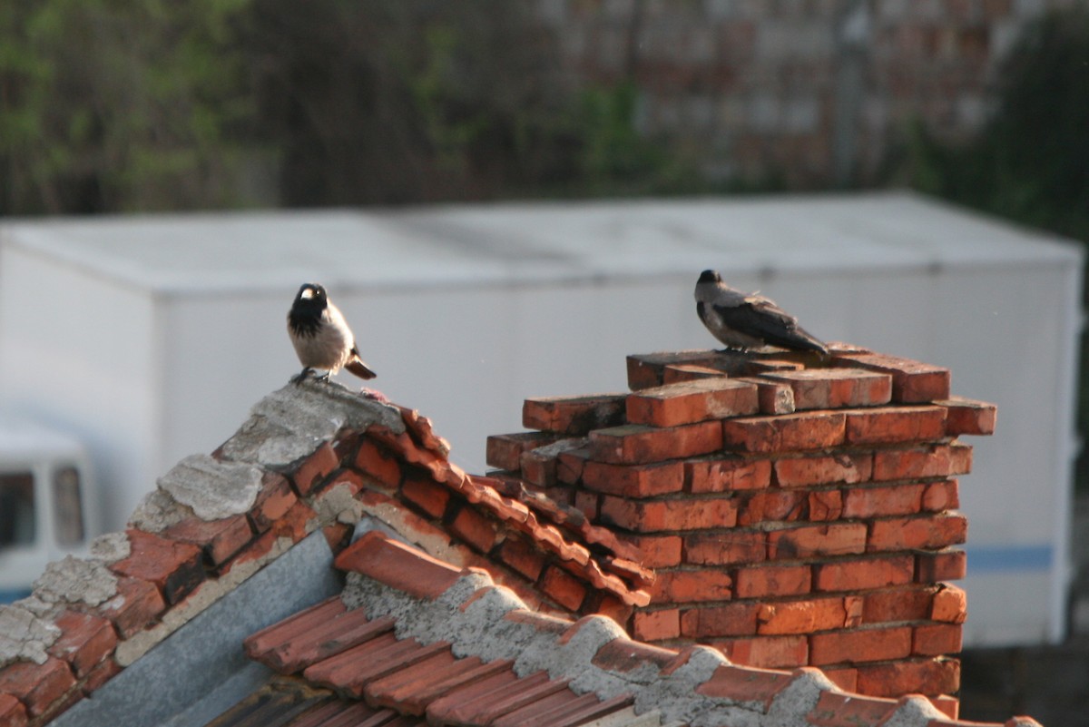 Hooded Crow - ML28833111