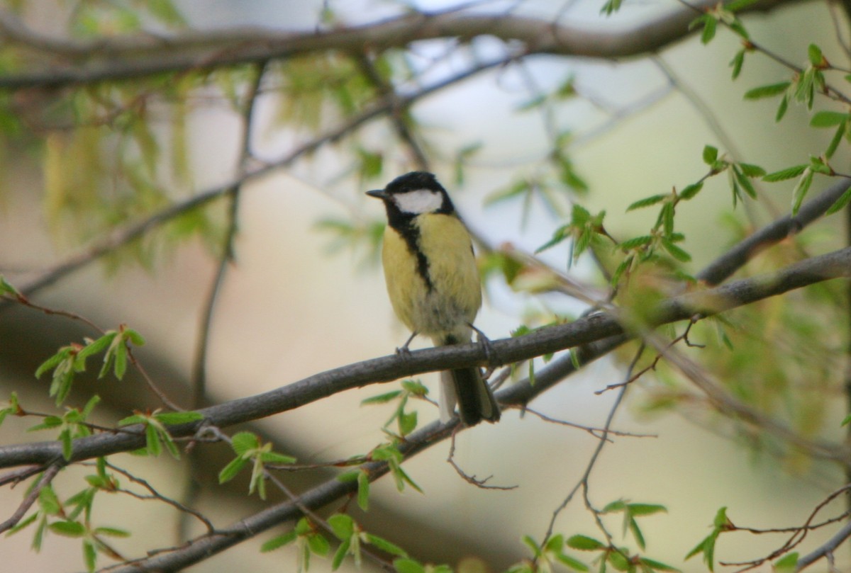 Mésange charbonnière - ML28833341