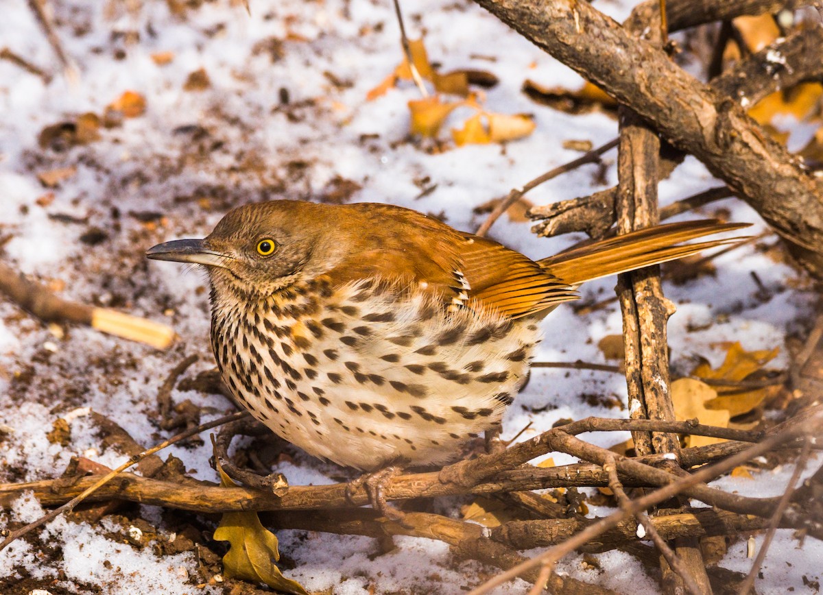 Brown Thrasher - ML288334281