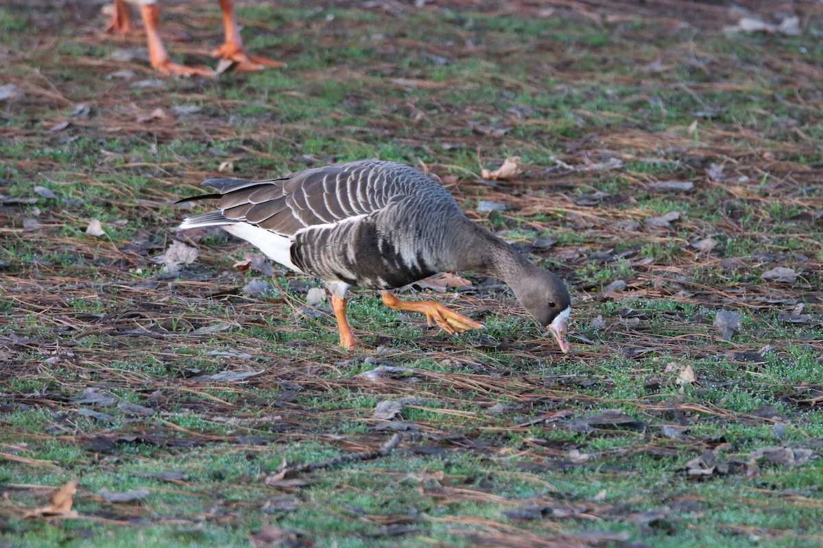 Greater White-fronted Goose - ML288338441